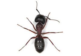 Pest Problems 