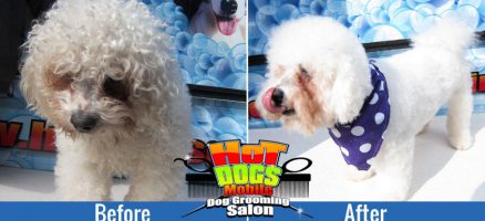 Dog grooming in Johannesburg 